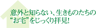 意外と知らない、生きものたちの”お宅”を拝見!