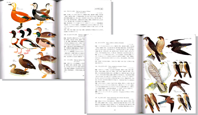 原色日本鳥類図鑑見開き