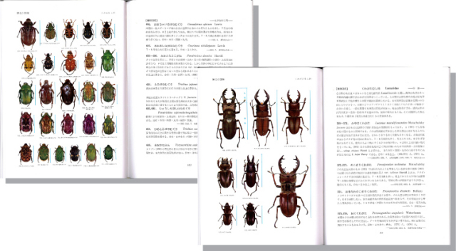 原色日本昆虫図鑑（上）見開き