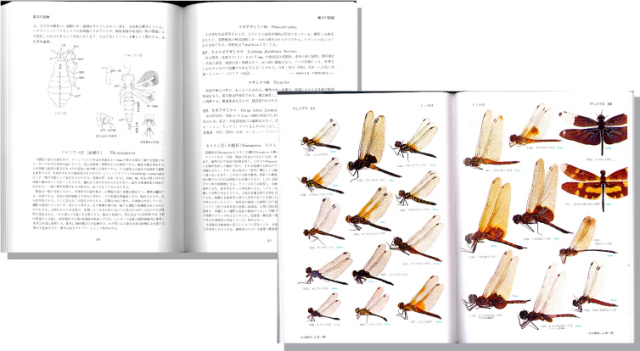 原色日本昆虫図鑑(下)見開き