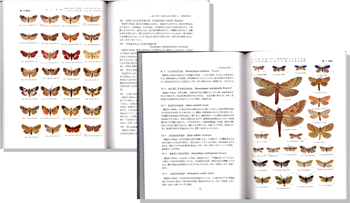原色日本蛾類図鑑(上)見開き