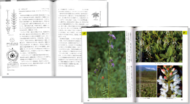 野草図鑑6見開き