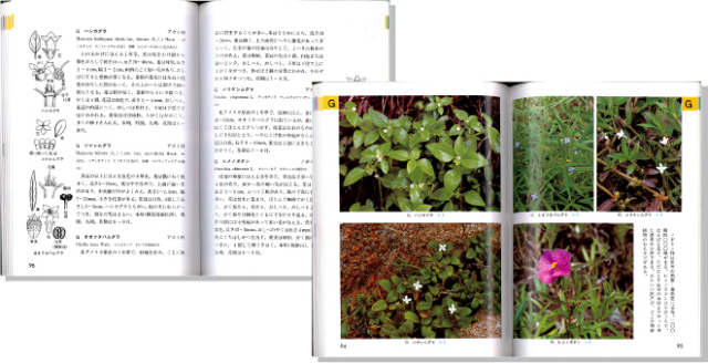 野草図鑑8見開き