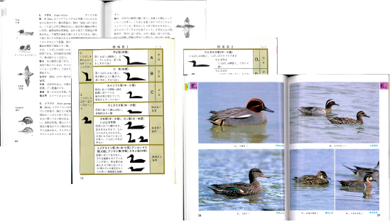 水の鳥1見開き