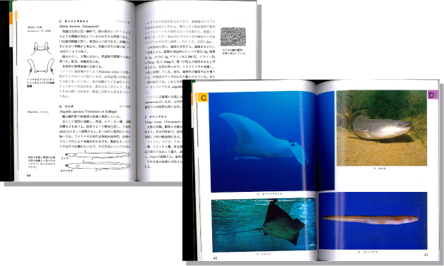 検索入門魚の図鑑1見開き