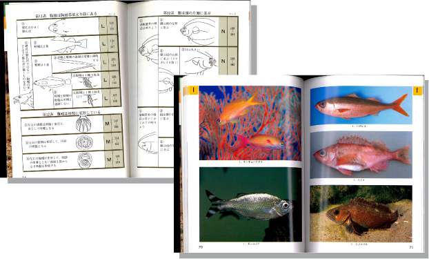 検索入門魚の図鑑2