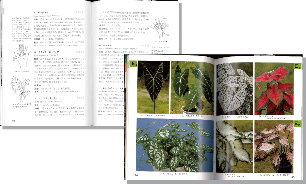 検索入門 観葉植物2見開き