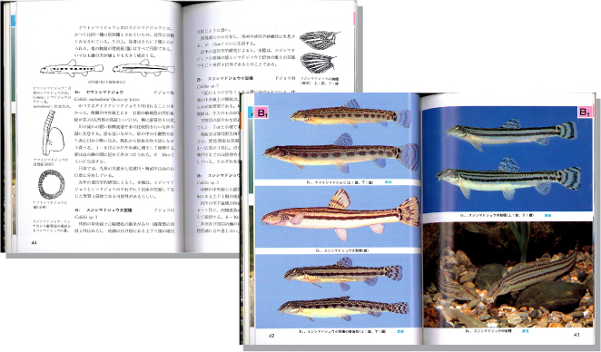 検索入門川と湖の魚1見開き