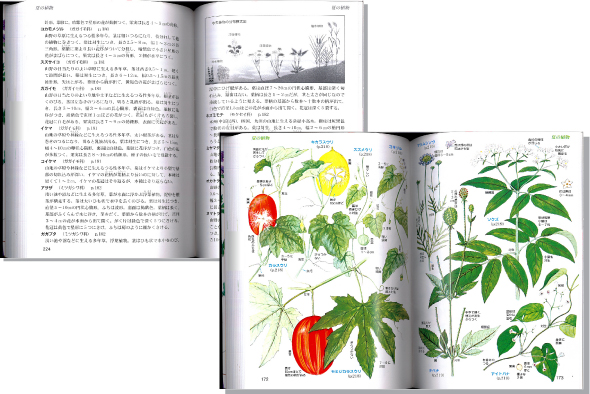 植物イラスト図鑑見開きイメージ
