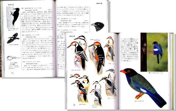 野山の鳥見開き