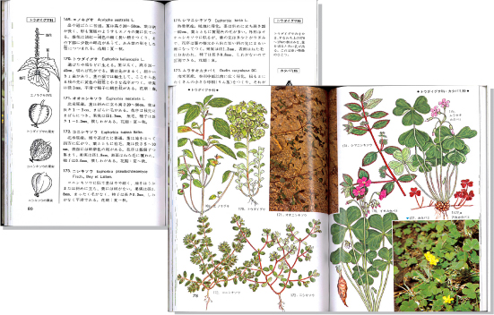 人里の植物1見開き