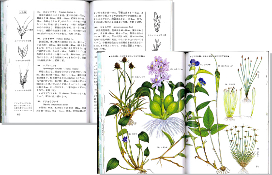 人里の植物2見開き