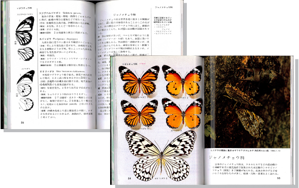 日本の蝶1見開き