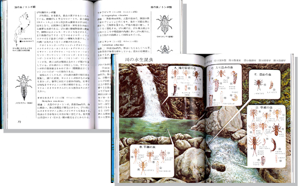 水生昆虫見開き