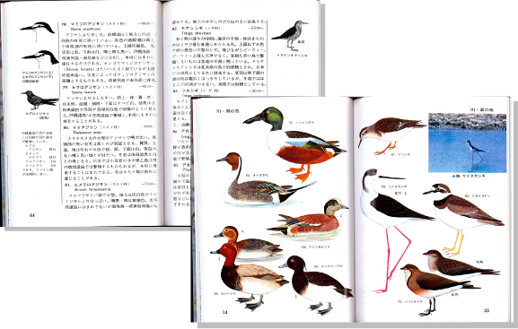 水辺の鳥見開き