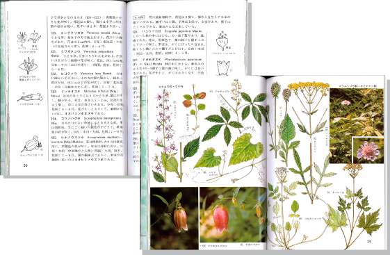 山の植物1見開き