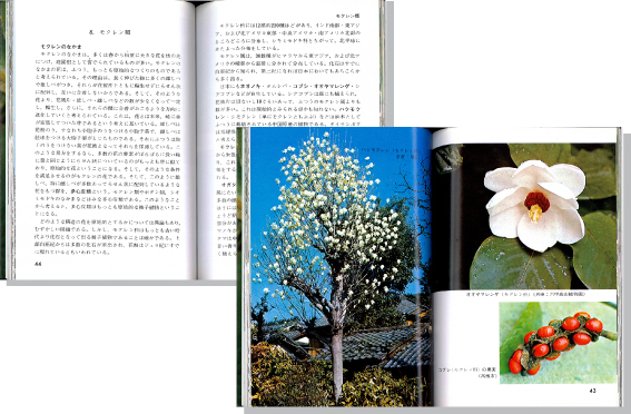 生きている古代植物見開き