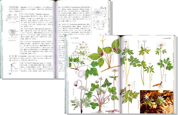 山の植物2見開き