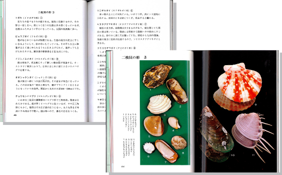 貝の博物誌見開き