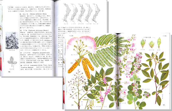 野山の木2見開き