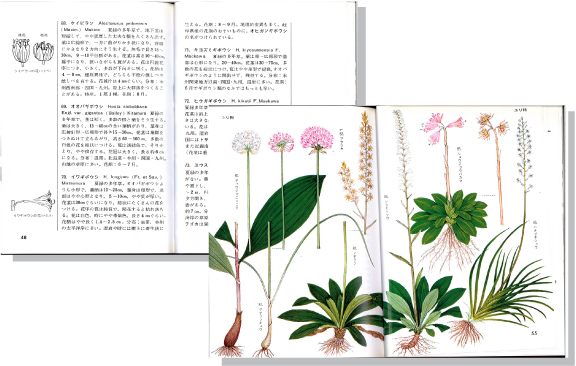 山の植物3見開き