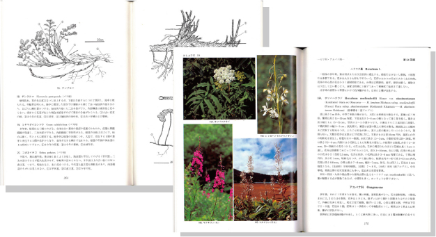 原色新日本高山植物図鑑1見開き