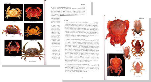 原色日本大型甲殻類図鑑2見開き