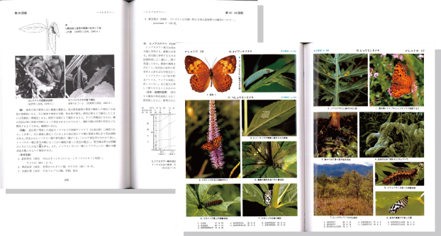 原色日本蝶類生態図鑑2見開き