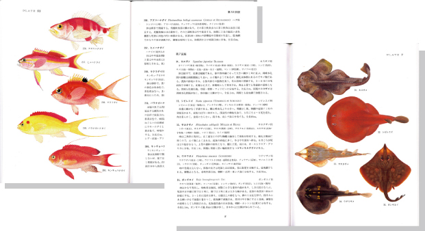 原色日本海水魚類図鑑1見開き